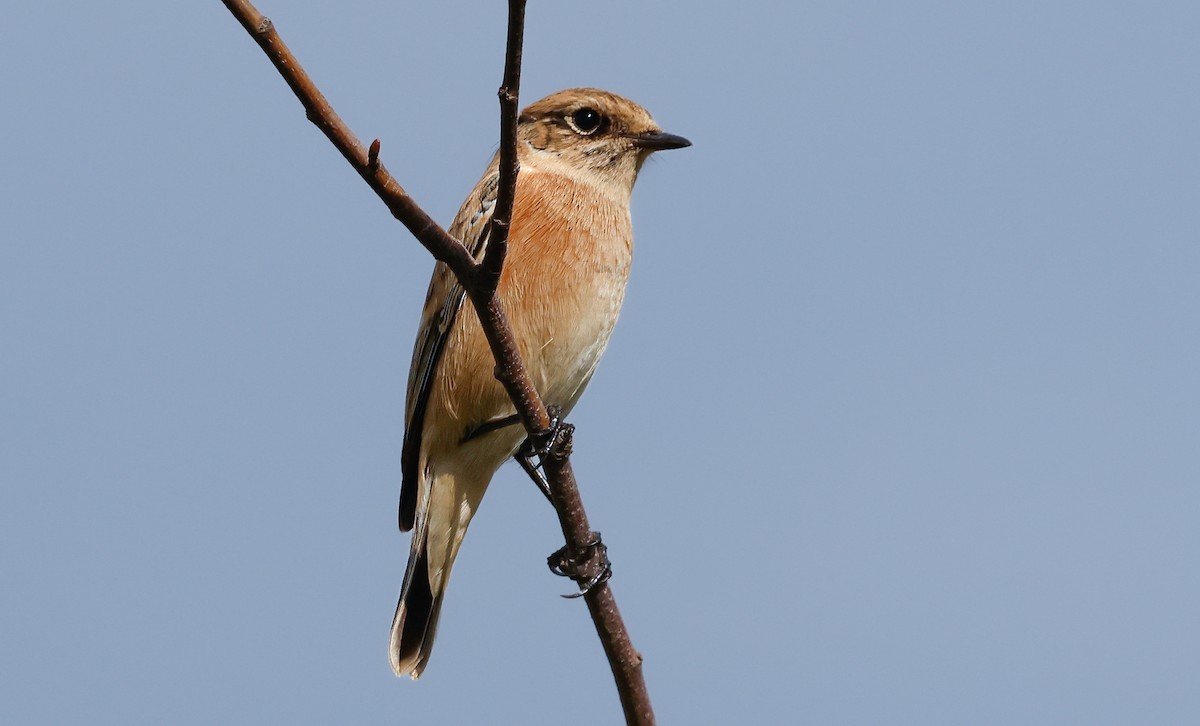 Siberian Stonechat - ML645202069
