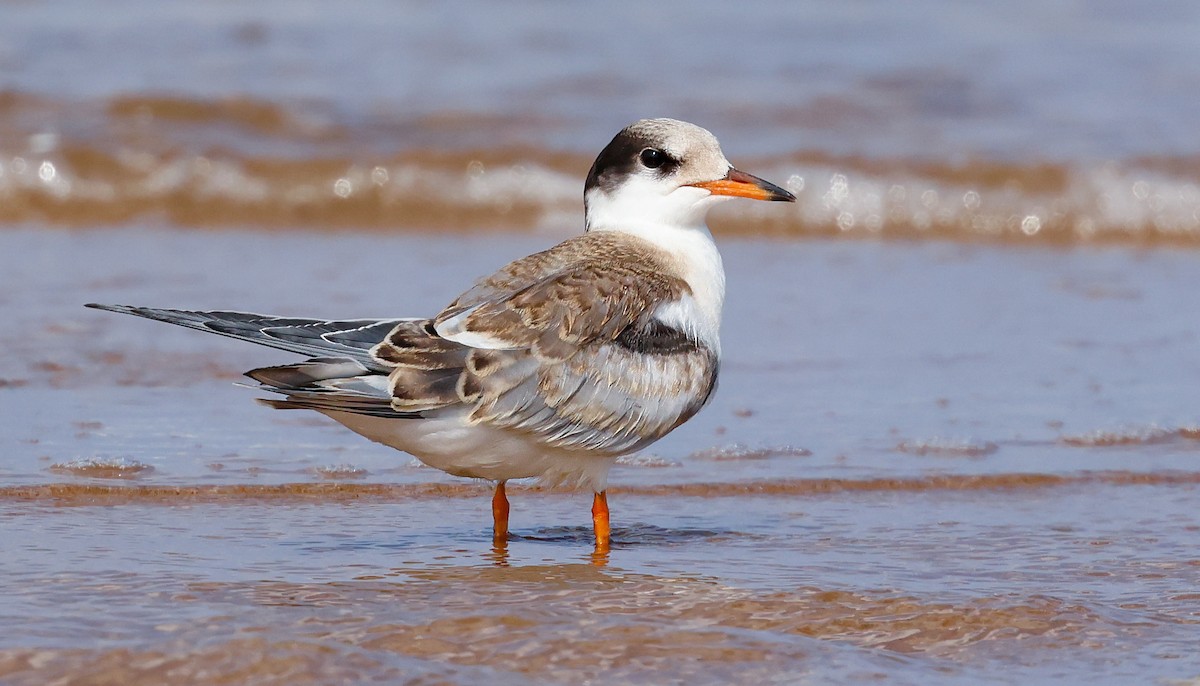 燕鷗 - ML645202071