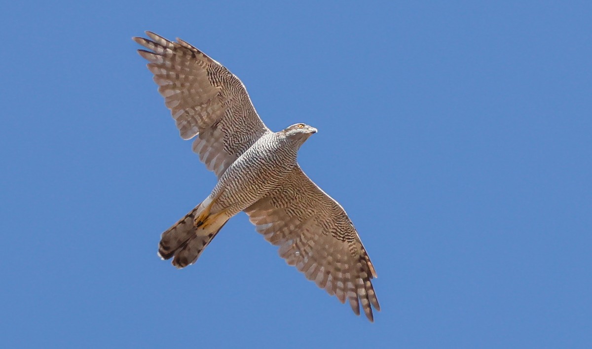 Habicht - ML645202076