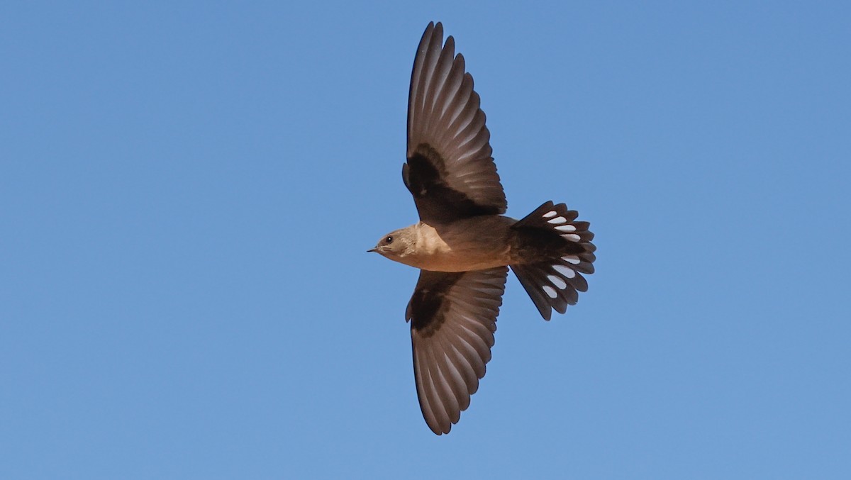 Eurasian Crag-Martin - ML645202080