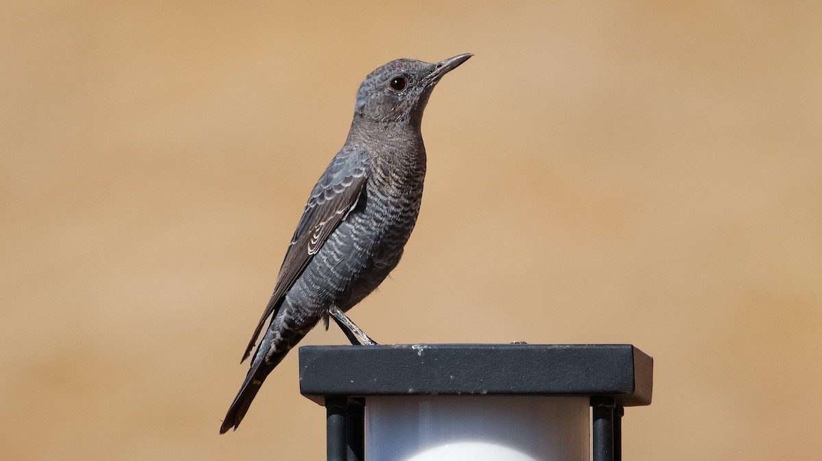 Blue Rock-Thrush - ML645202082