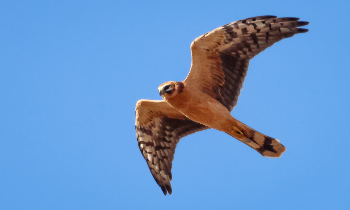 Aguilucho Papialbo - ML645202086