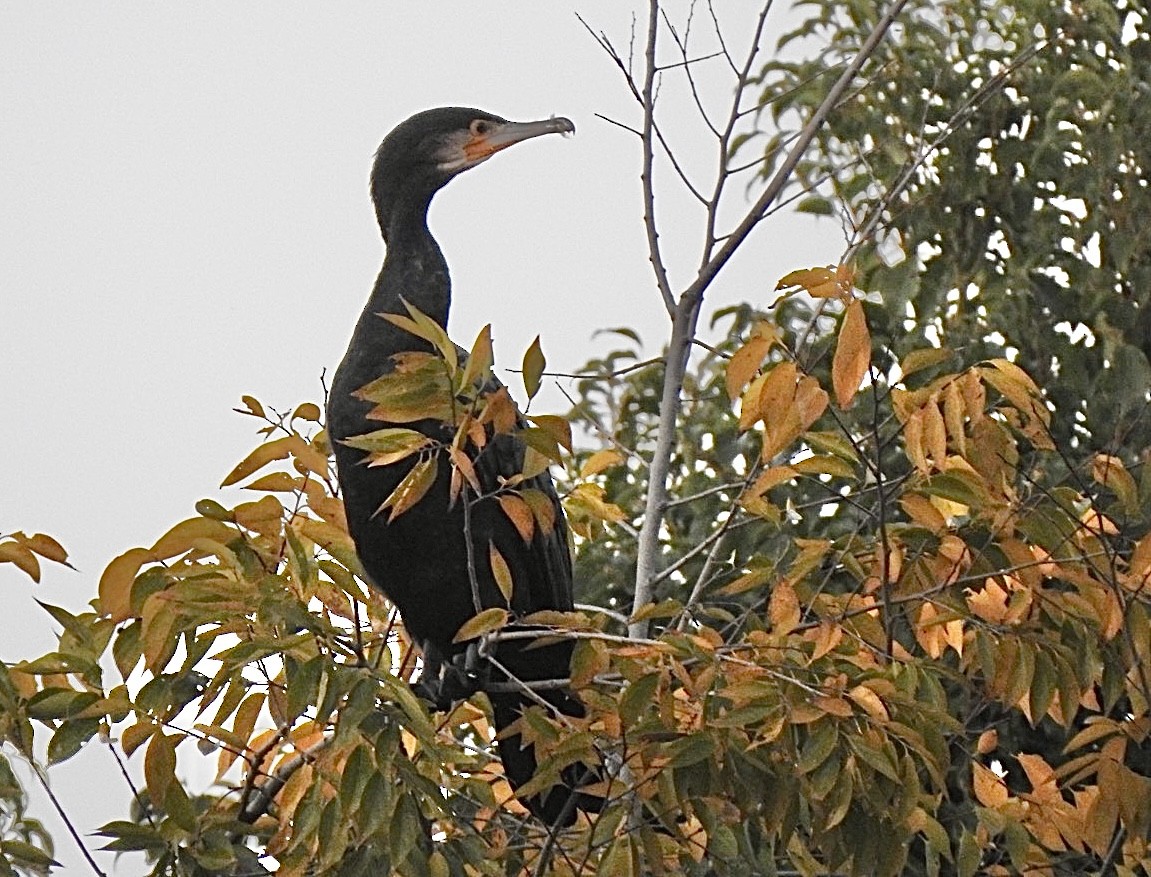 storskarv - ML645202093