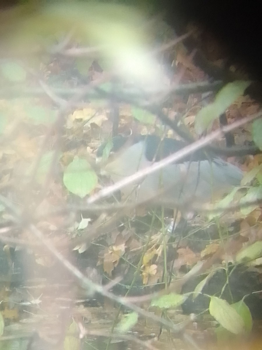 Nitticora - ML645202095