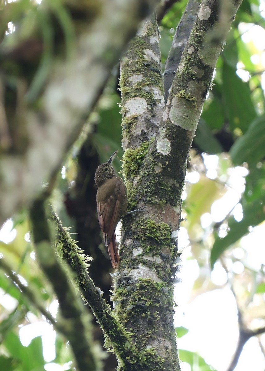 Olive-backed Woodcreeper - ML645202105