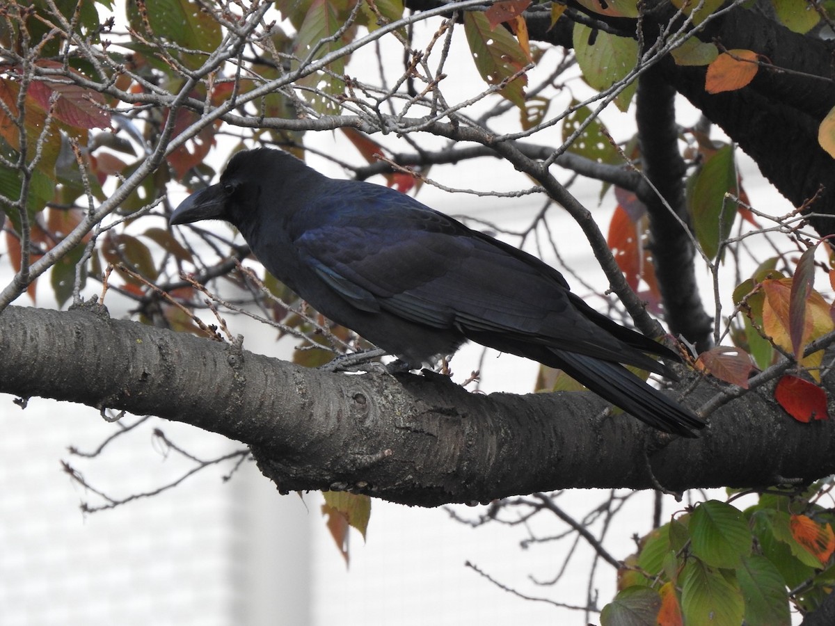 Large-billed Crow - ML645202108