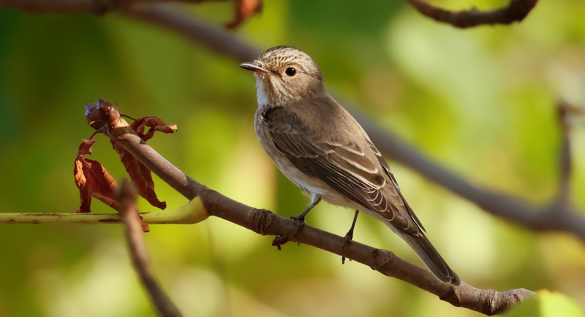 Spotted Flycatcher - ML645202110