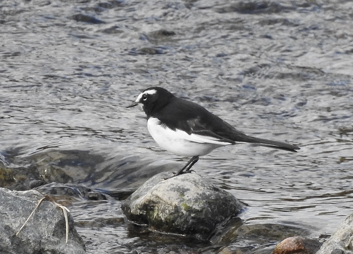 Japanese Wagtail - ML645202114