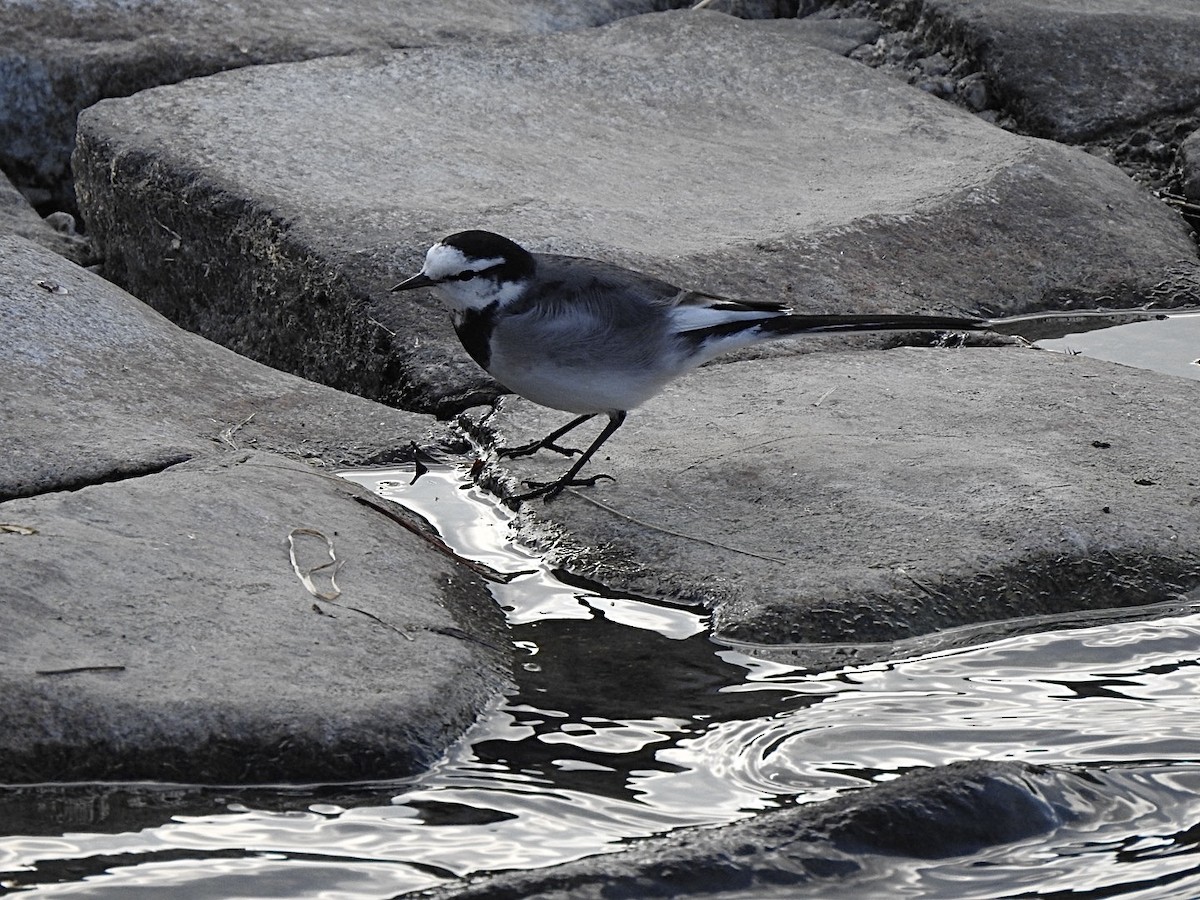 White Wagtail - ML645202116