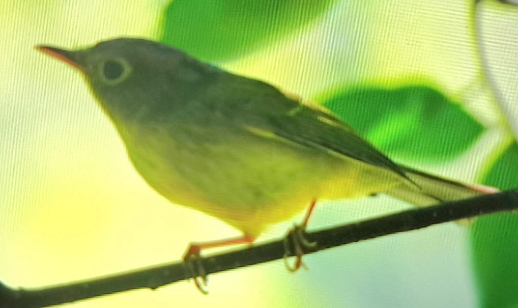 Alström's Warbler - ML645202124