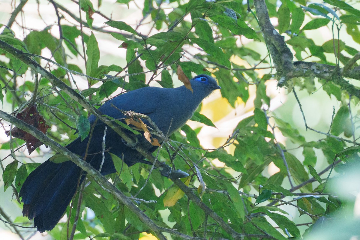 アオジカッコウ - ML645202128