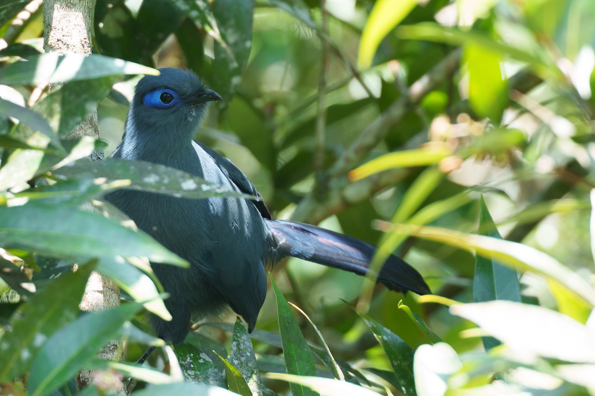 アオジカッコウ - ML645202129