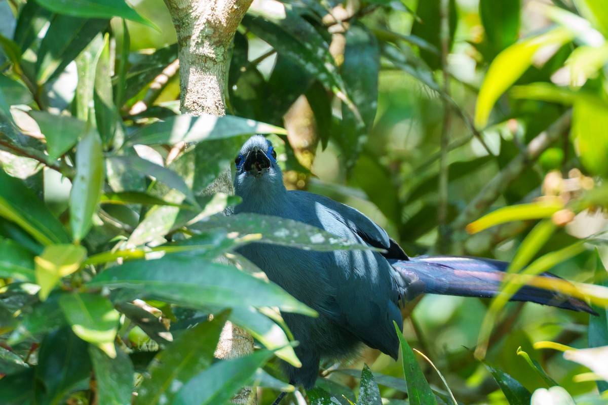 アオジカッコウ - ML645202130