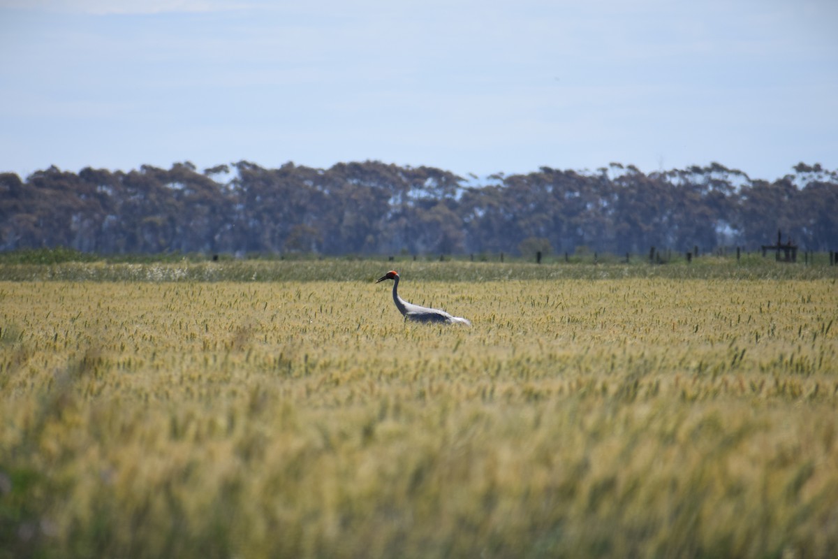 Brolga - ML645202148