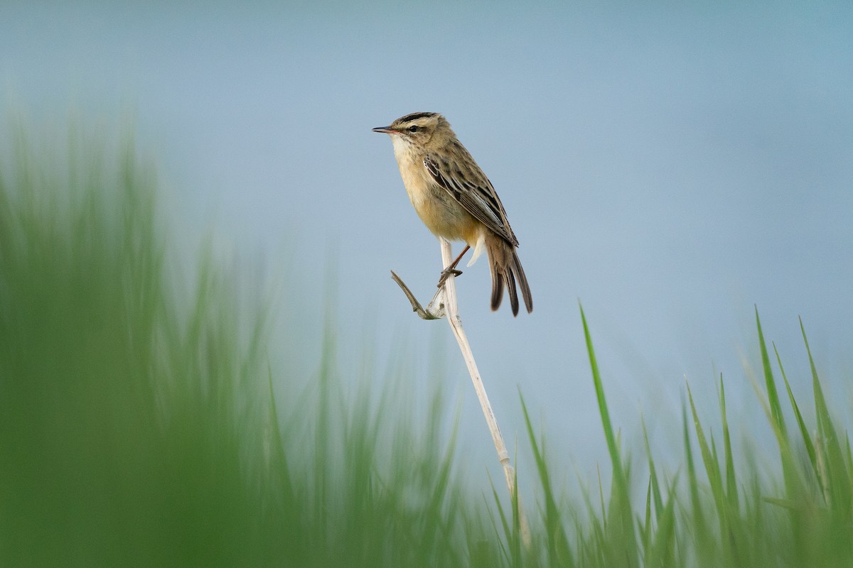 Sedge Warbler - ML645202155