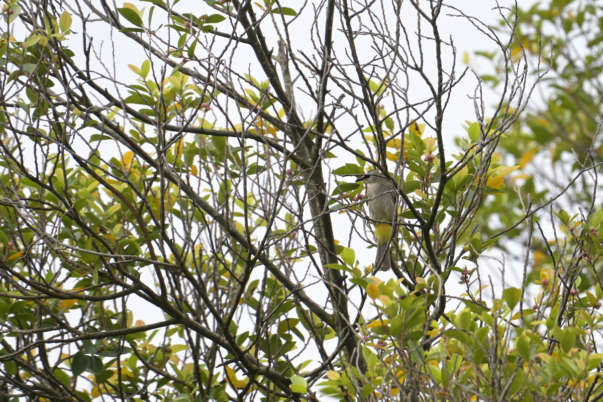 Yellow-vented Bulbul - ML645202159