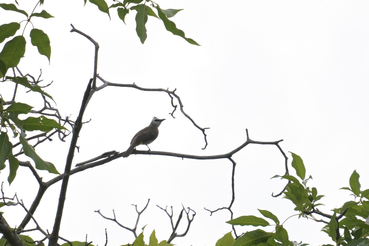 Yellow-vented Bulbul - ML645202164