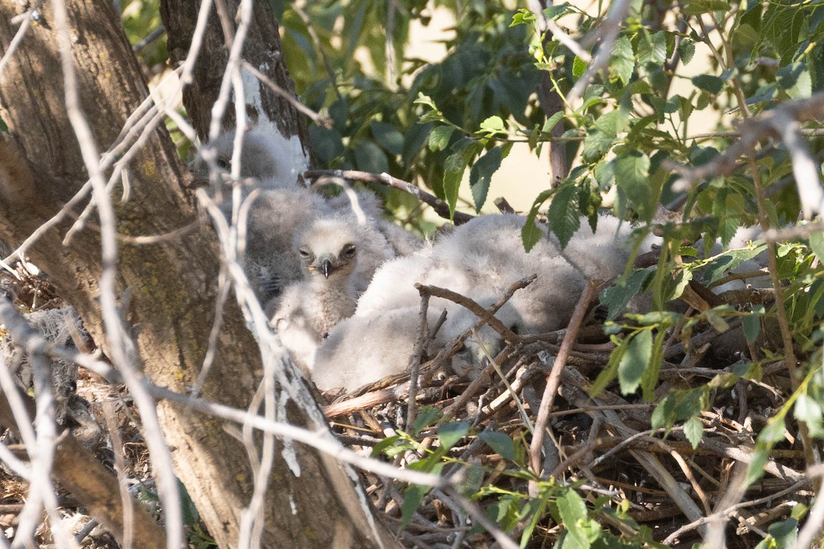 Kızıl Şahin - ML645202190