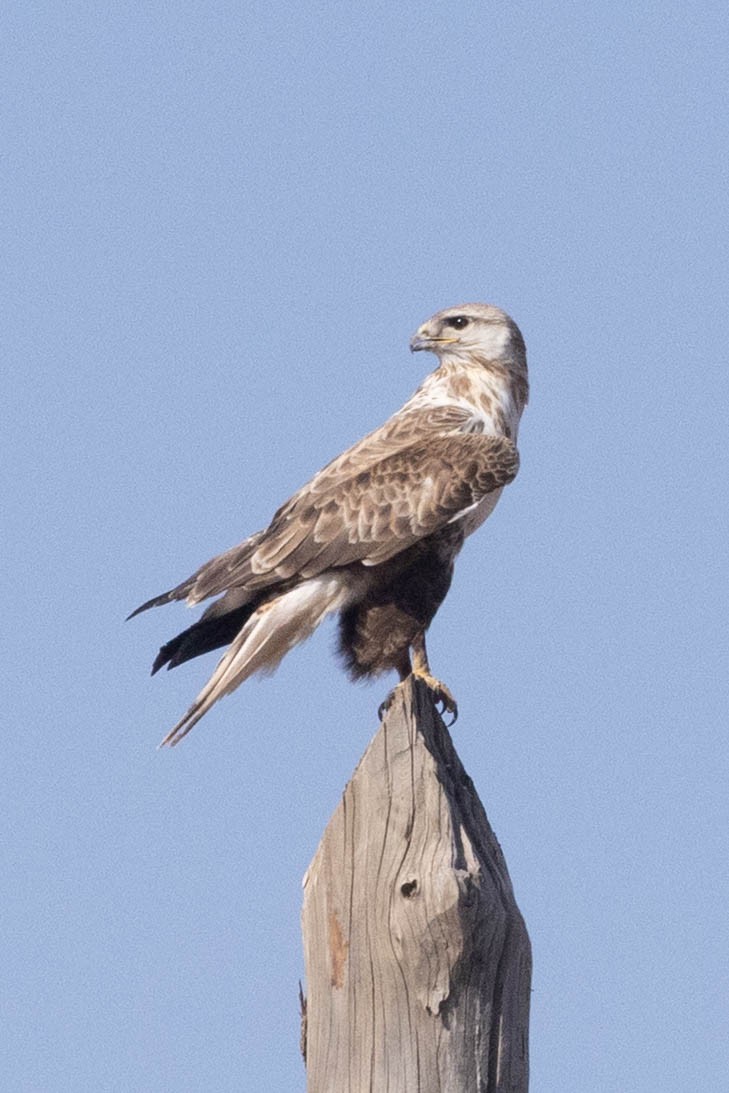 Kızıl Şahin - ML645202193