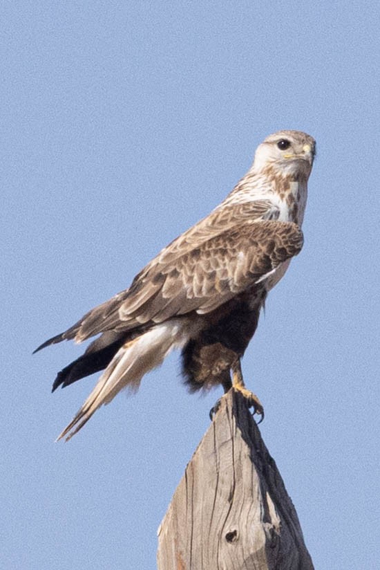 Kızıl Şahin - ML645202194