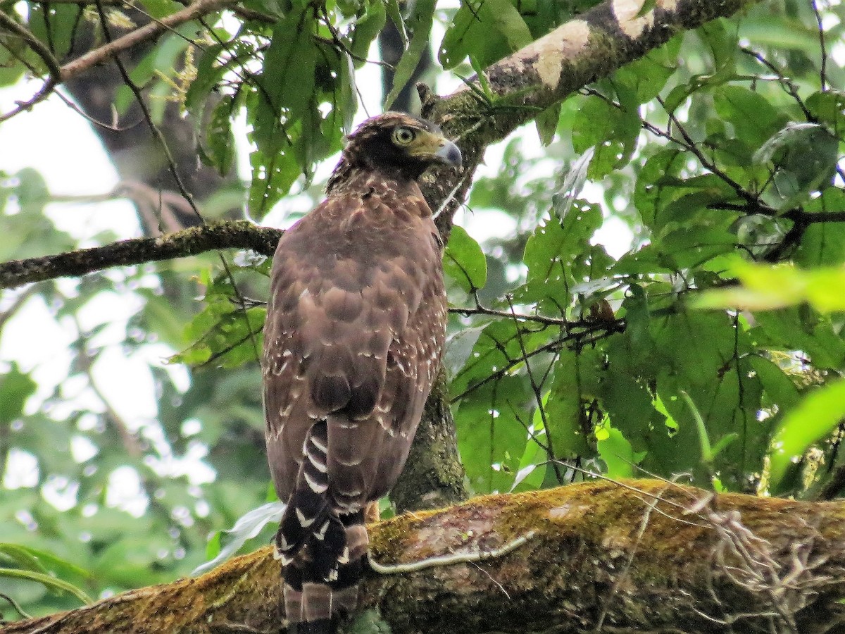 Crested Serpent-Eagle - ML645202201