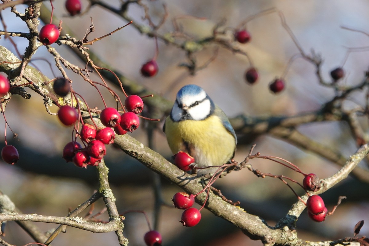 アオガラ - ML645202211