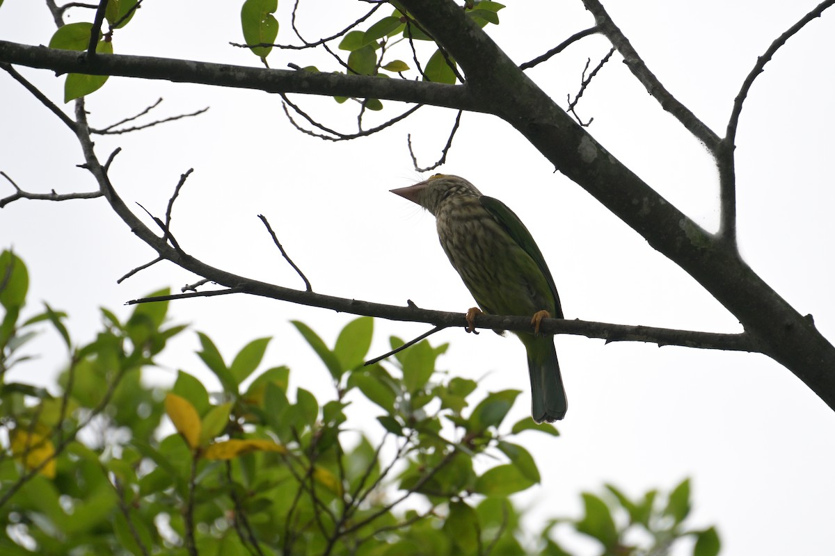 Lineated Barbet - ML645202219