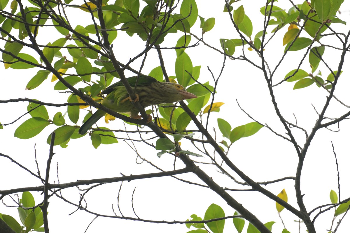 Lineated Barbet - ML645202225