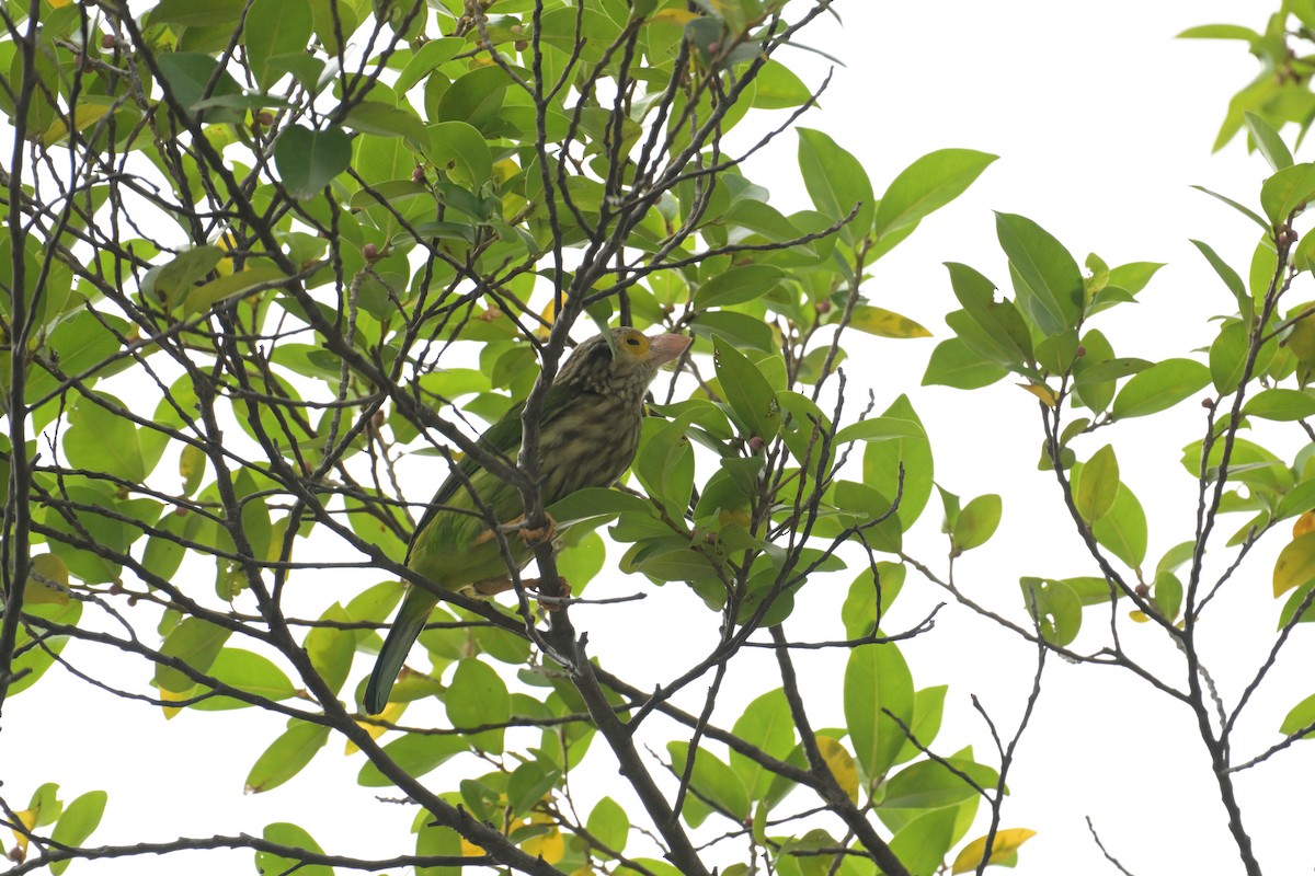 Lineated Barbet - ML645202226