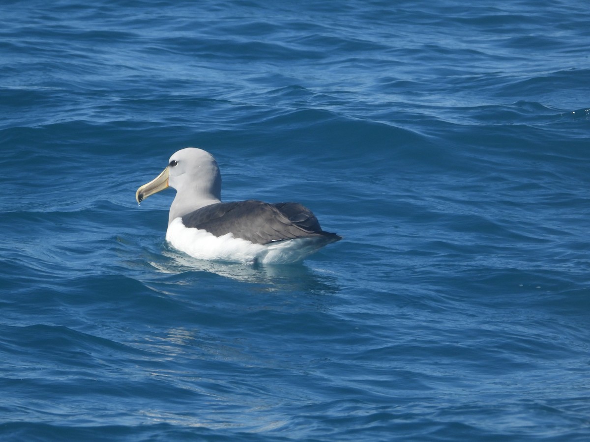 Salvin's Albatross - ML645202229