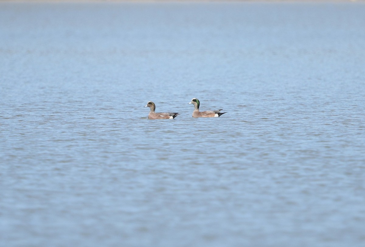 Свищ американський - ML645202241