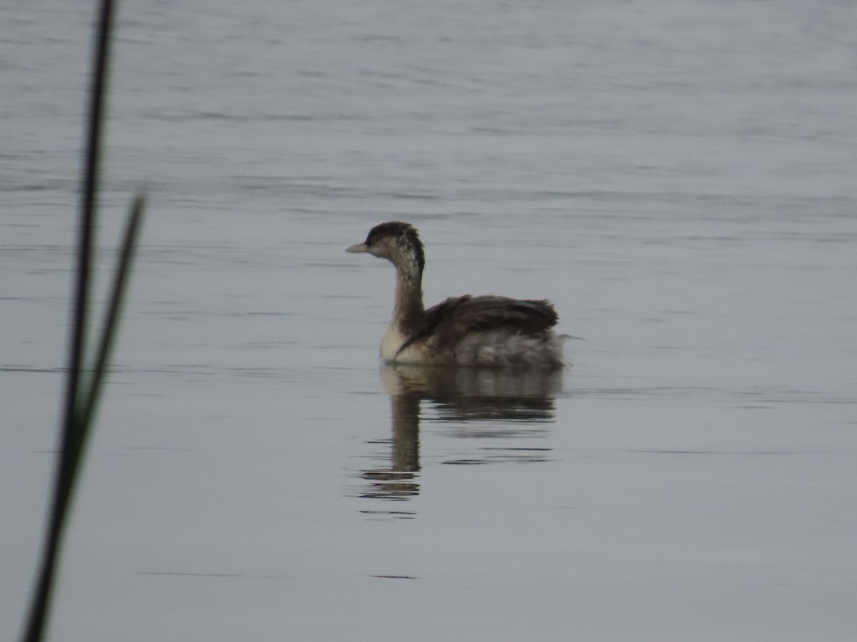 Hoary-headed Grebe - ML645202244