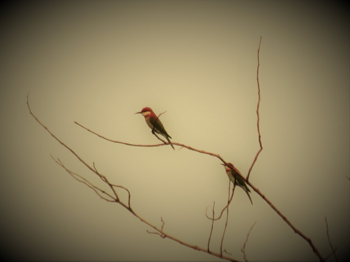 Chestnut-headed Bee-eater - ML645202249