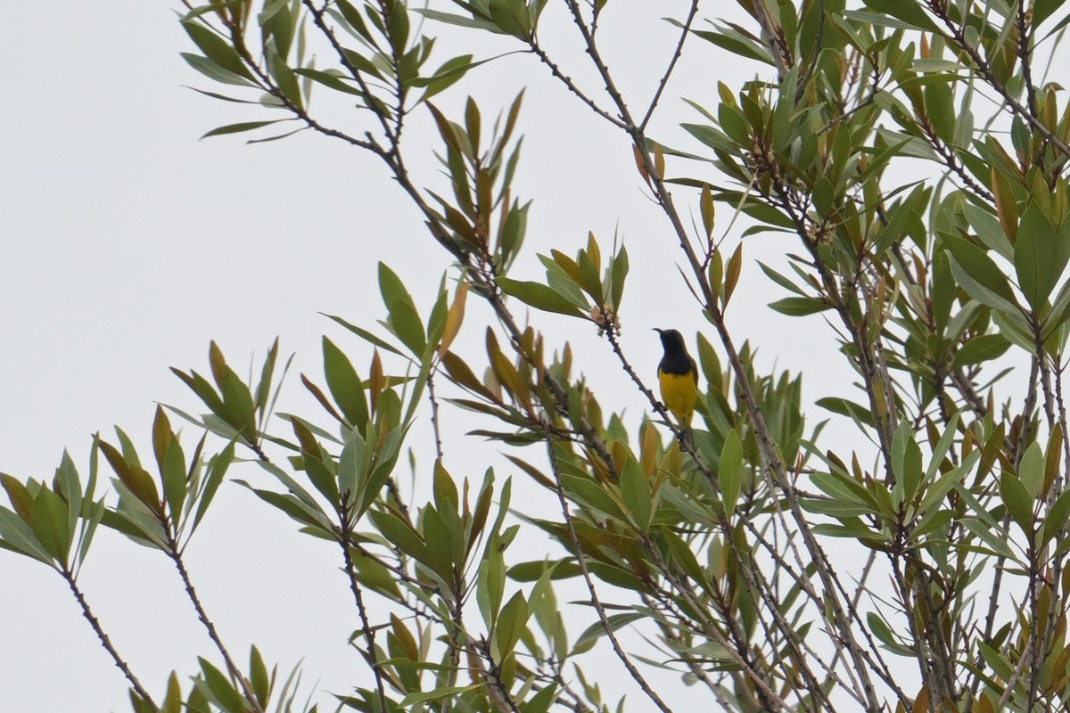 Ornate Sunbird - ML645202253