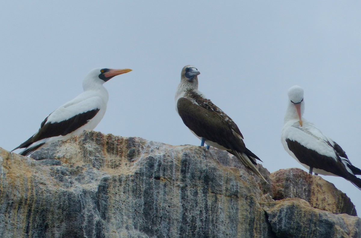 Nazcatölpel - ML645202265