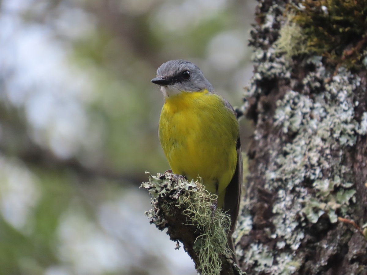 Doğulu Sarı Bülbül - ML645202267