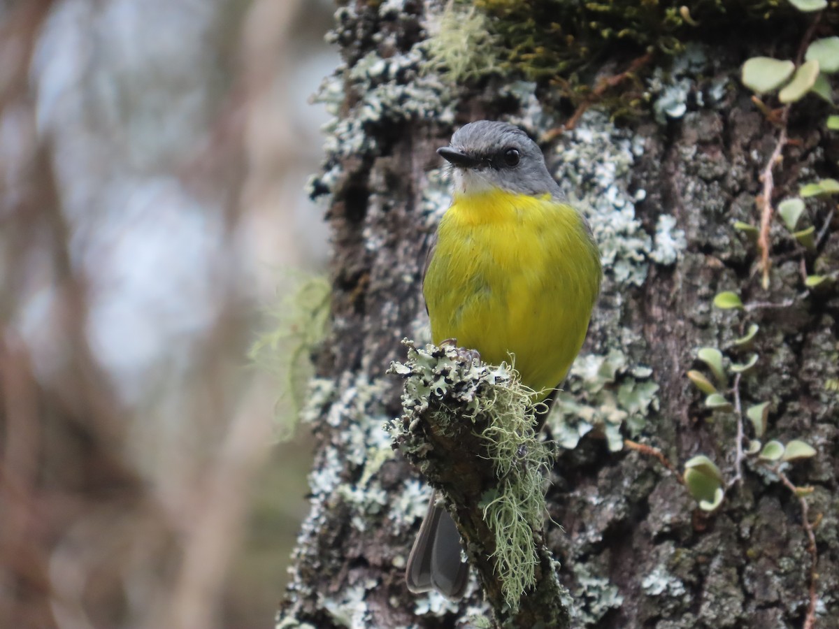 Doğulu Sarı Bülbül - ML645202268