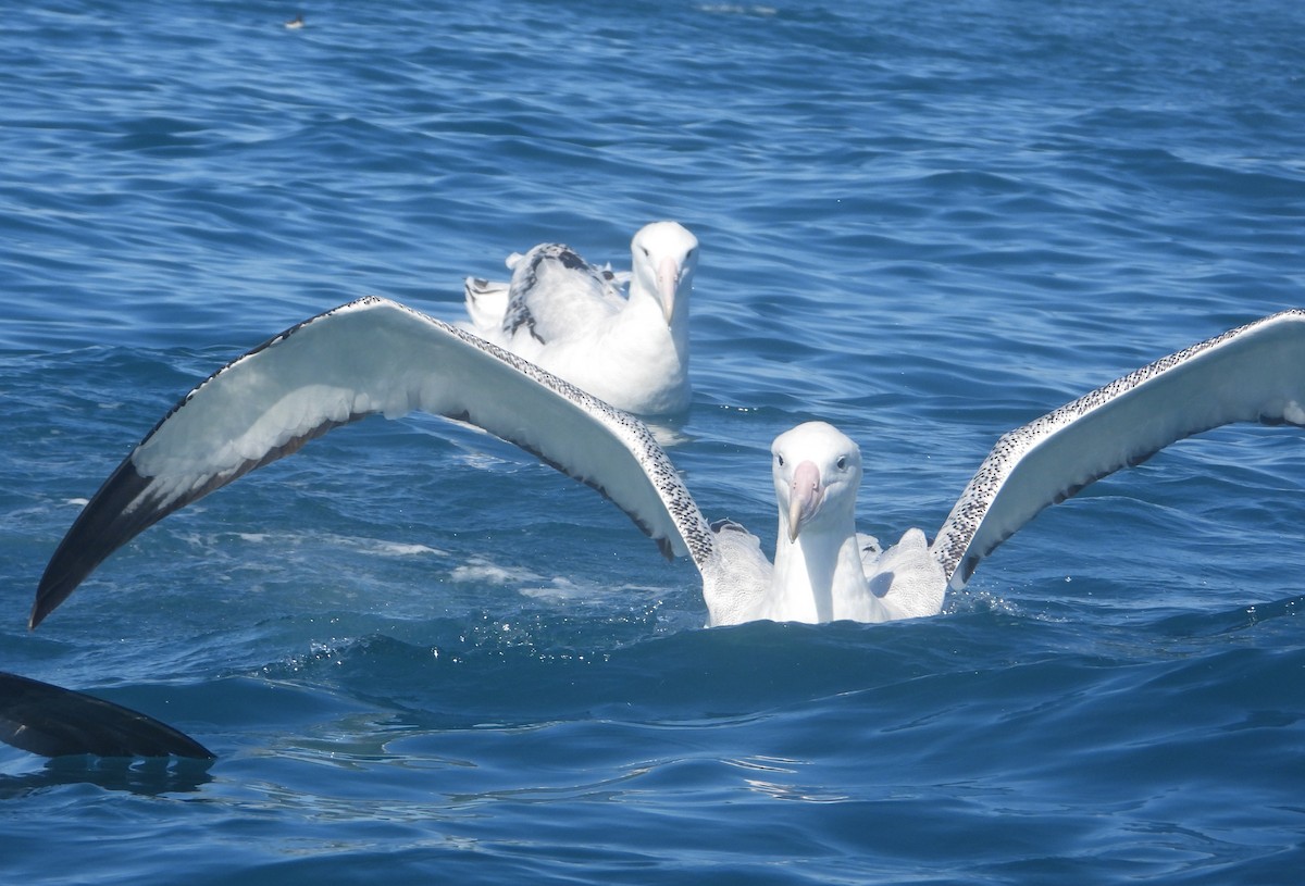 Northern Royal Albatross - ML645202277