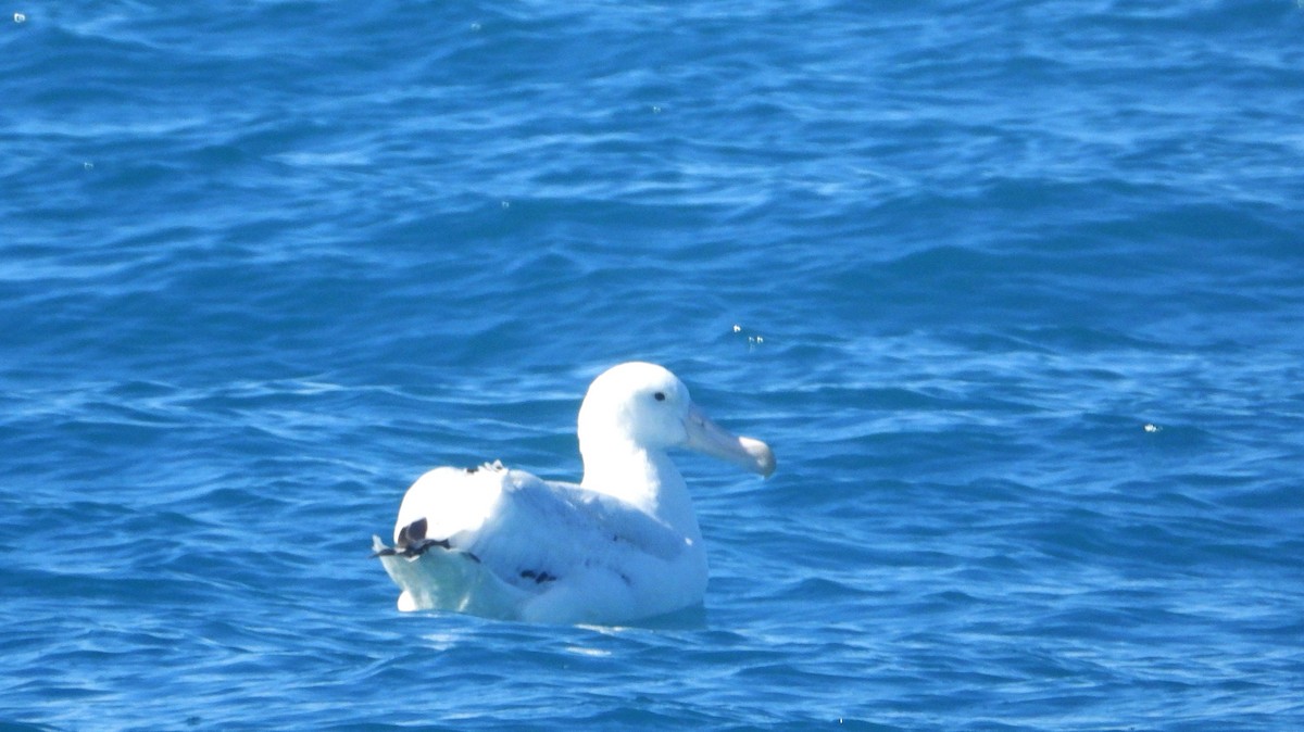 Snowy Albatross - ML645202285