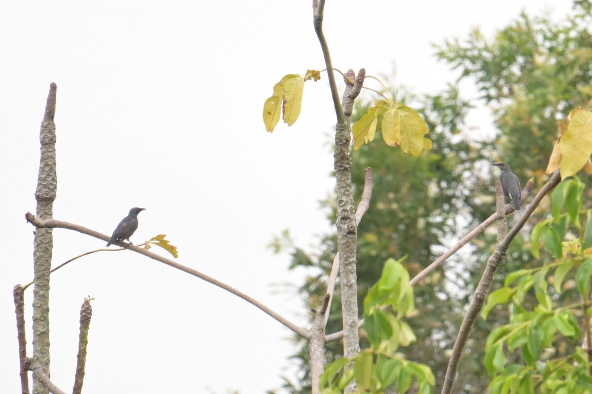 špaček rudooký - ML645202296