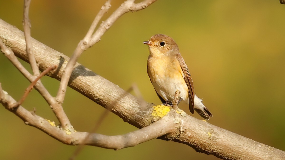 Red-breasted Flycatcher - ML645202297
