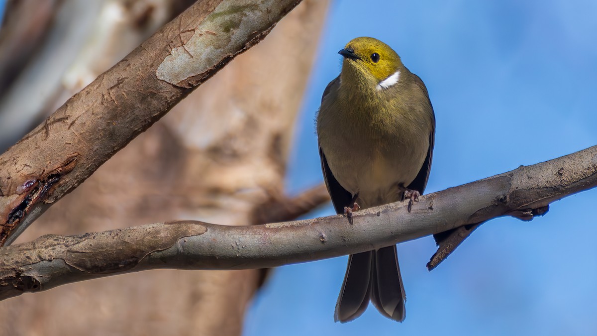 hvitsmykkehonningeter - ML645202305