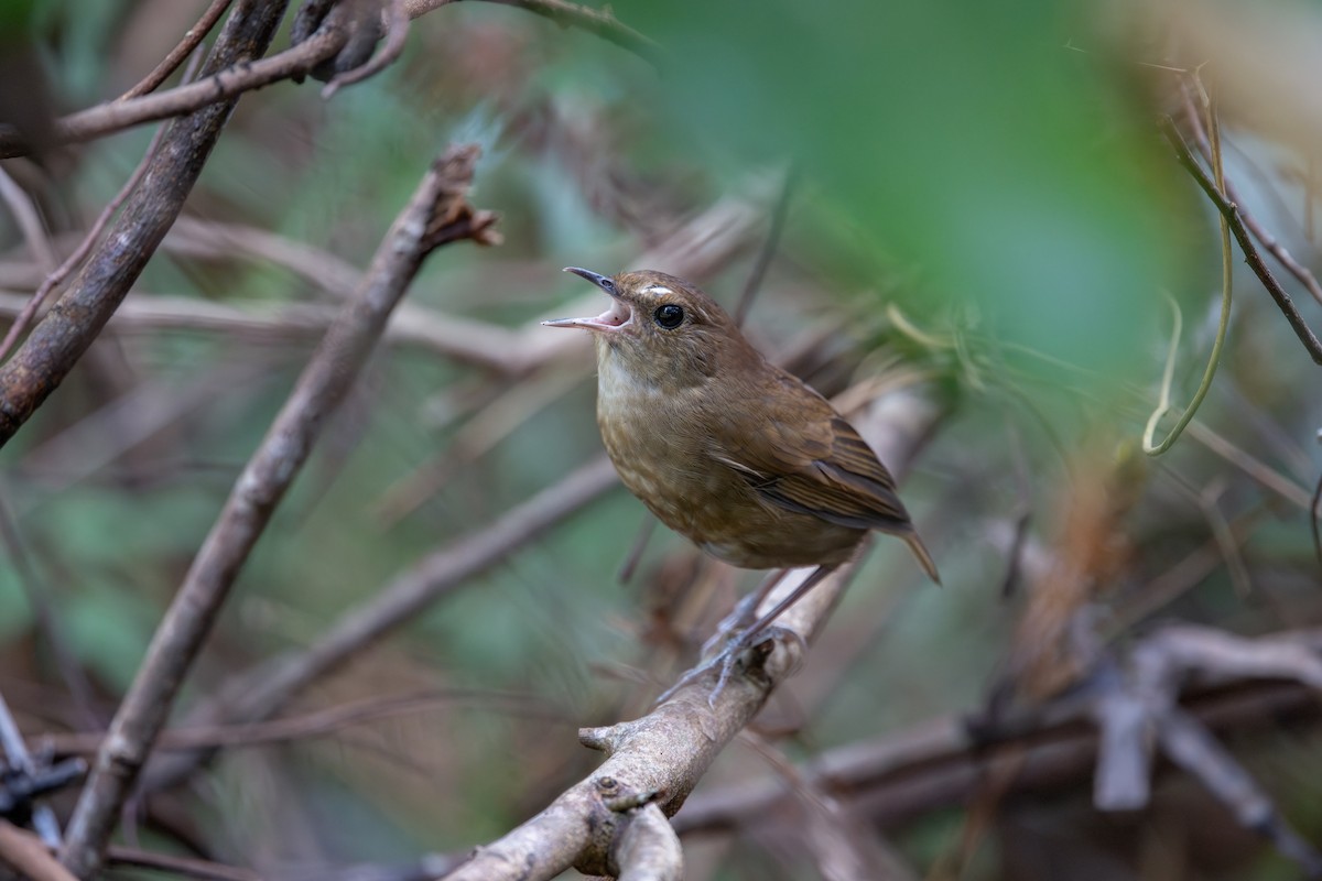 Lesser Shortwing - ML645202312