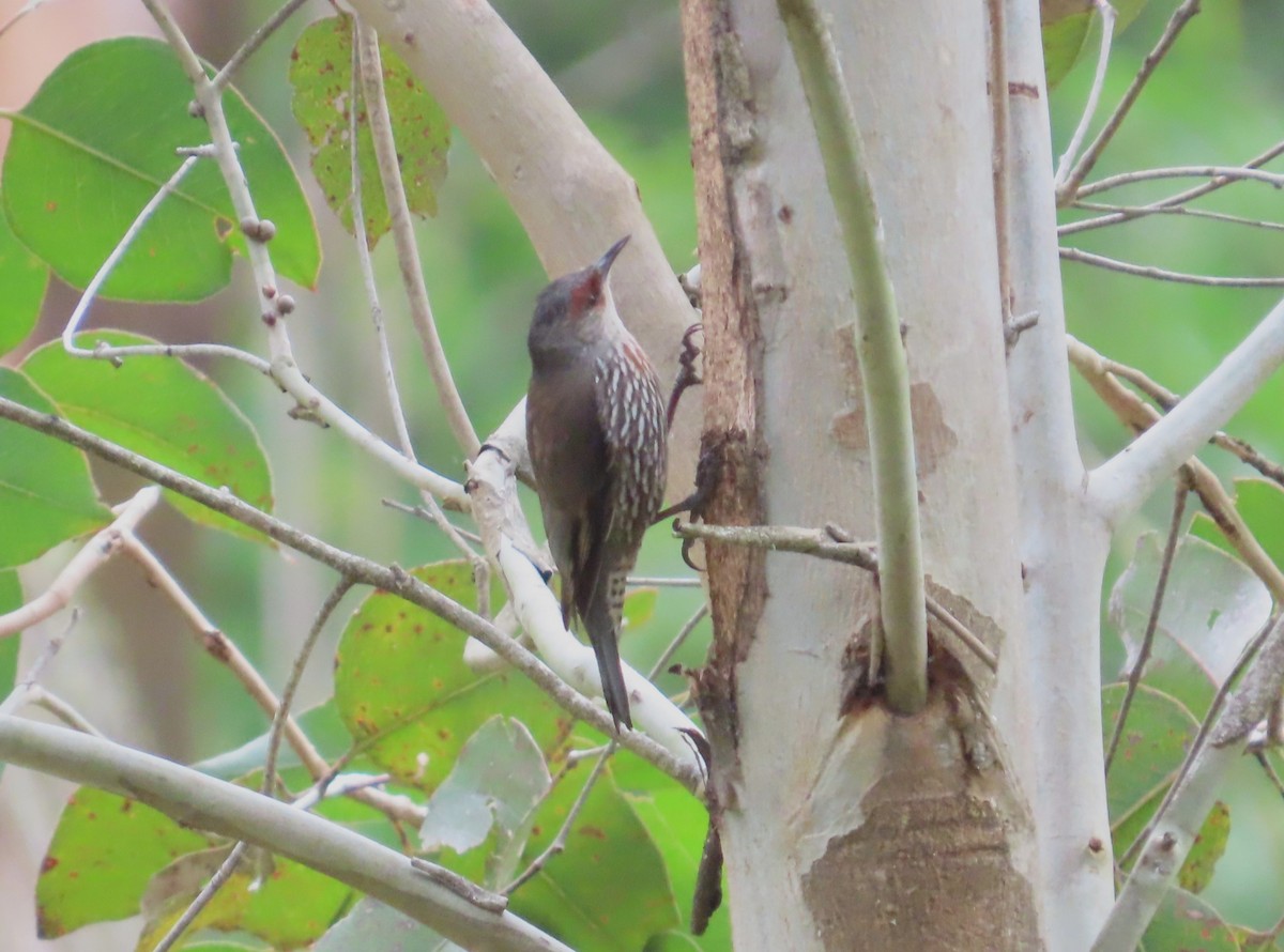 Red-browed Treecreeper - ML645202327