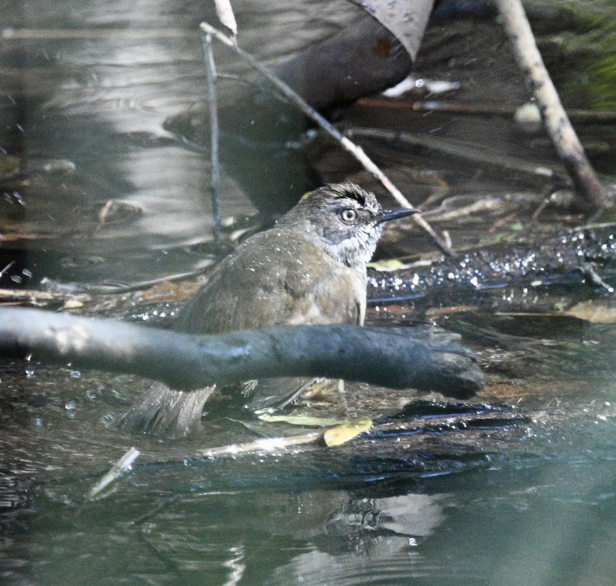 tasmankrattsmett - ML645202330