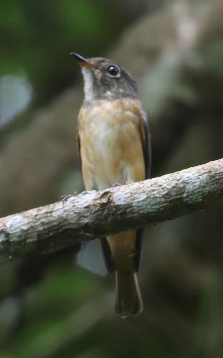 Ferruginous Flycatcher - ML645202337