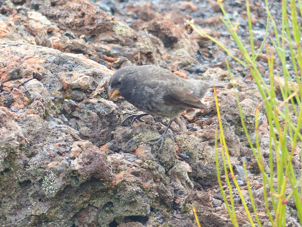 Large Ground-Finch - ML645202347