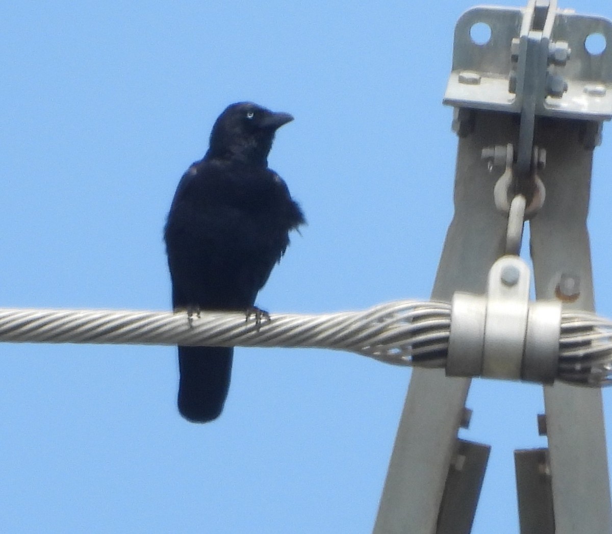 Torresian Crow - ML645202348