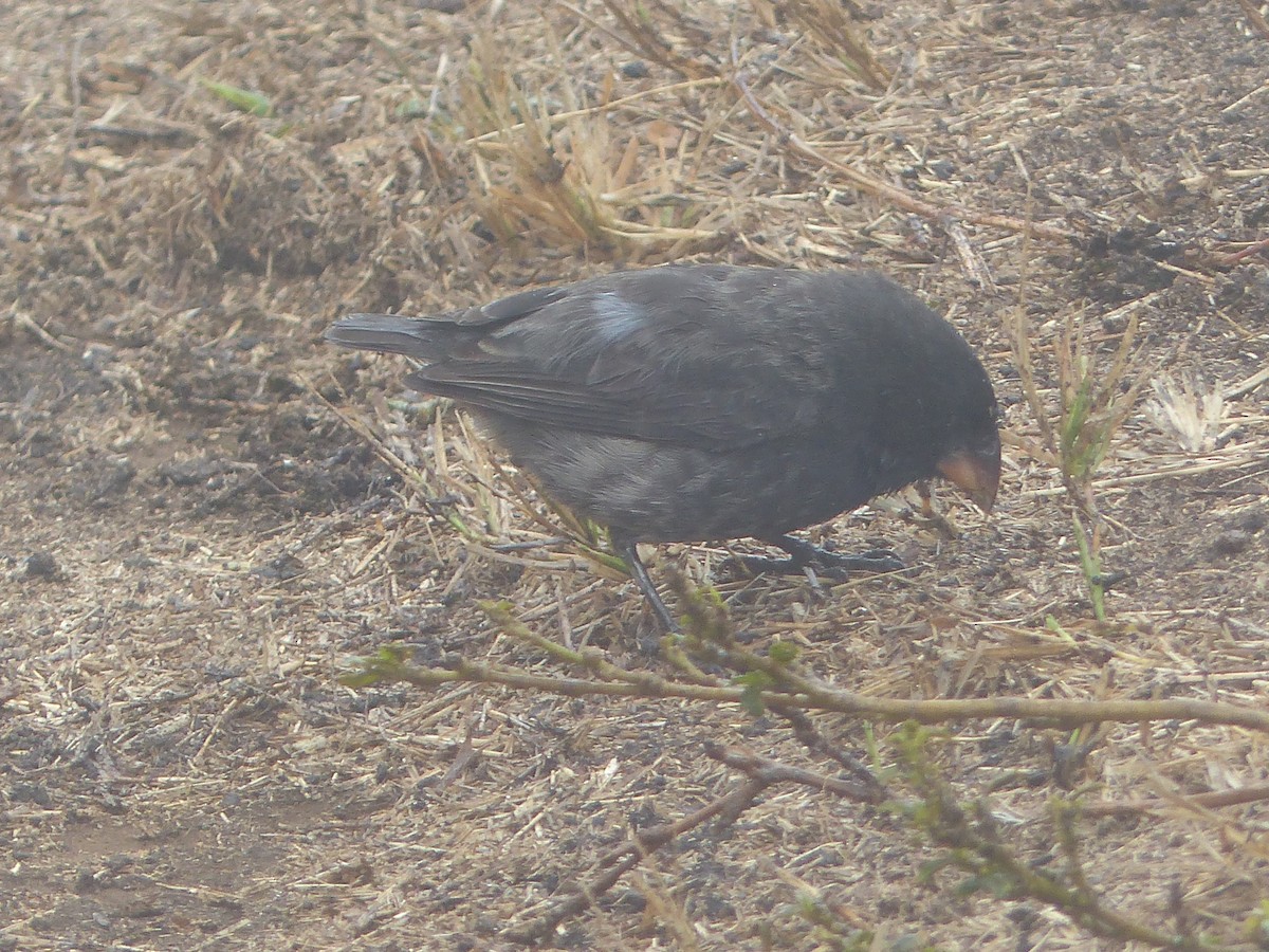Large Ground-Finch - ML645202354