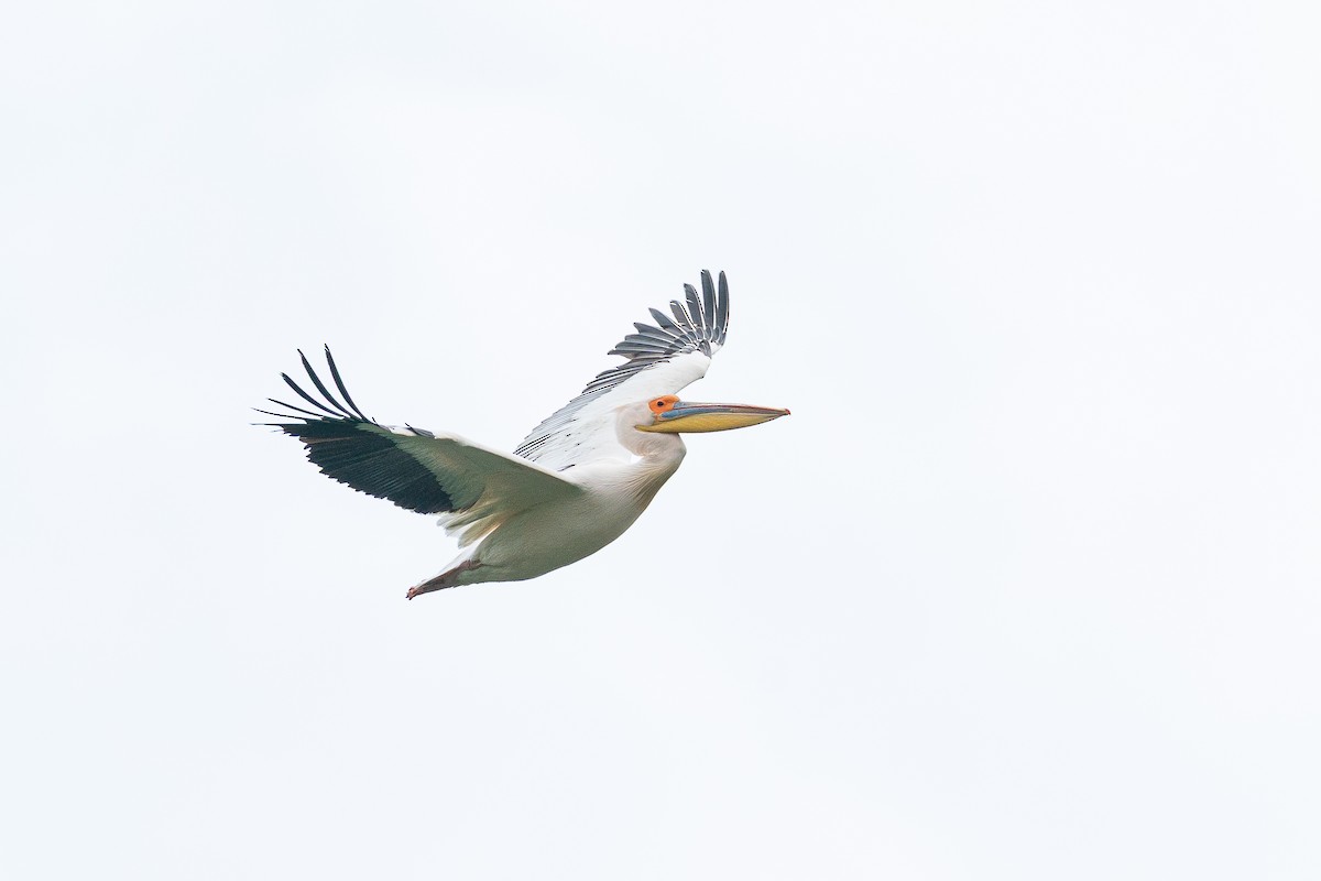 Great White Pelican - ML645202359